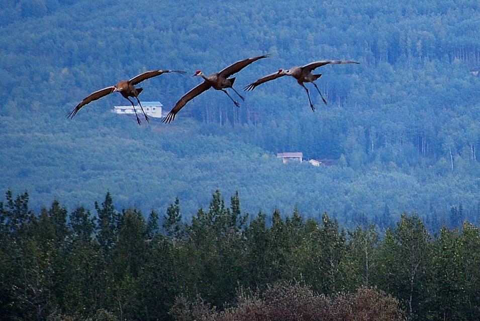 Crane Formation