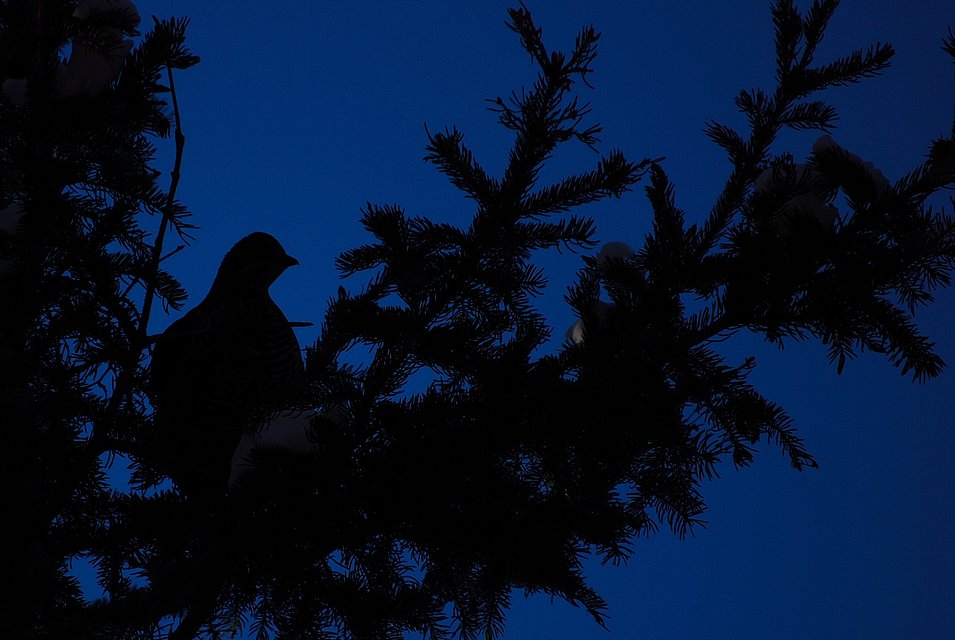Hiding in the Silhoutte